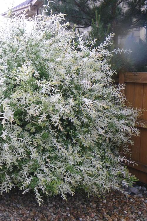 Salix Integra 'hakuro Nishiki' - View 6 from www redcrocus com