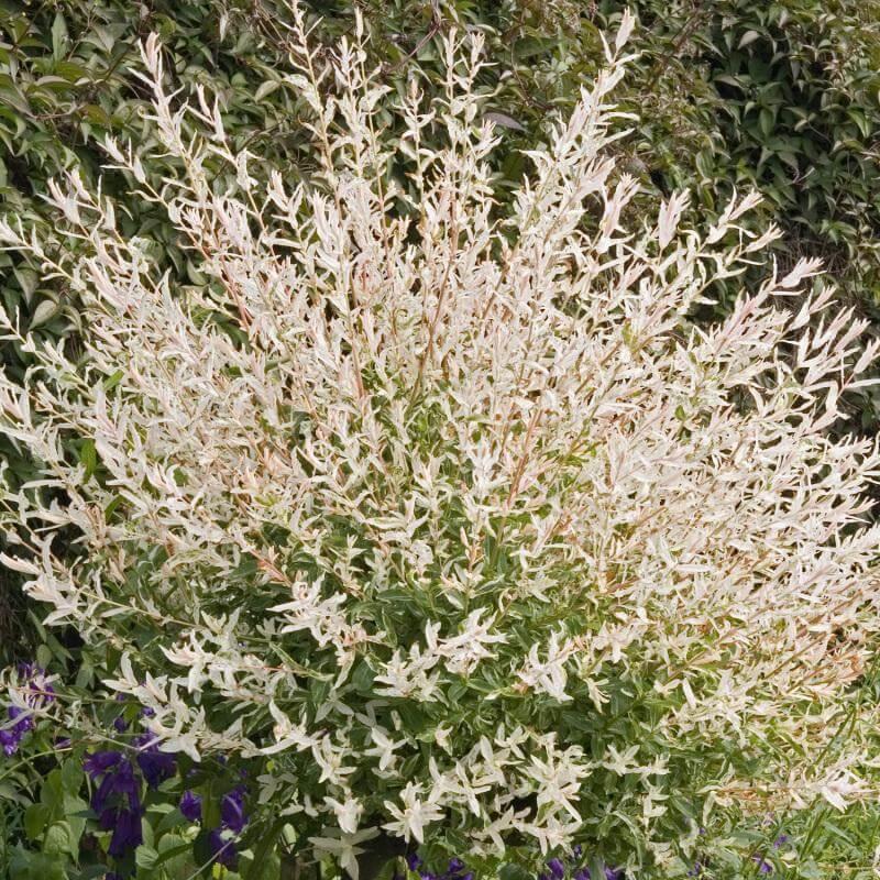 Salix Integra 'hakuro Nishiki' - View 7 from www redcrocus com