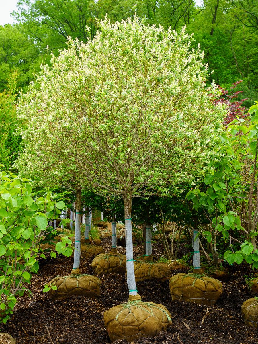 Salix Integra 'hakuro Nishiki' - View 9 from www redcrocus com