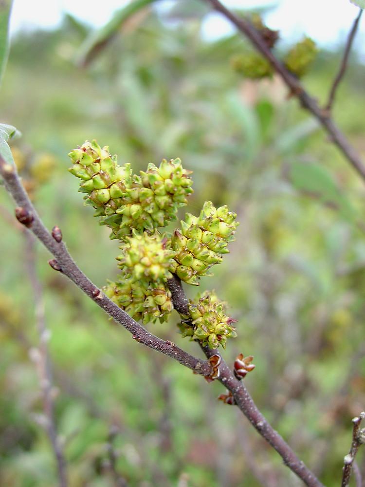 Myrica Gale - View 10 from www redcrocus com