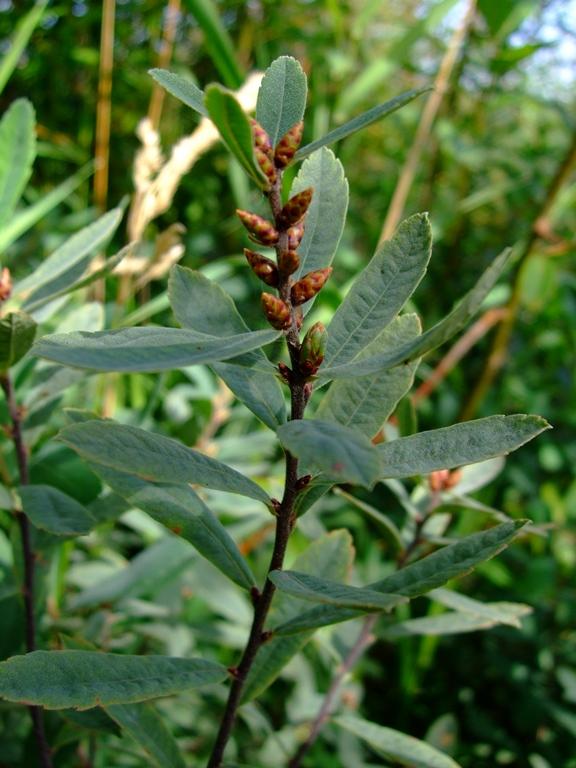 Myrica Gale - View 11 from www redcrocus com
