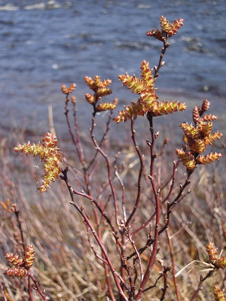 Myrica Gale - View 12 from www redcrocus com