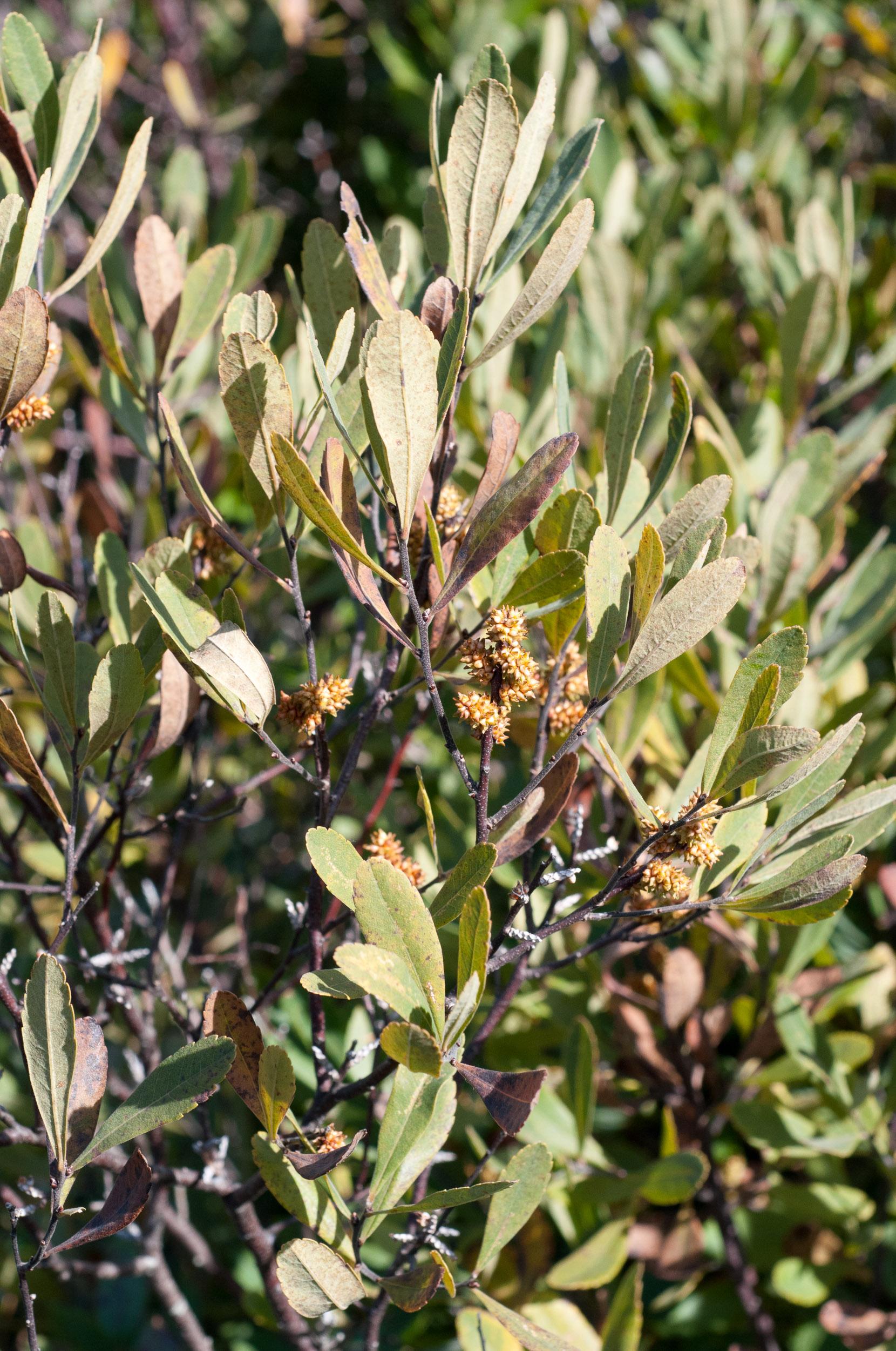 Myrica Gale - View 14 from www redcrocus com