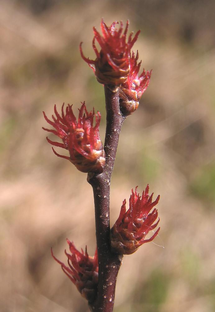 Myrica Gale - View 15 from www redcrocus com