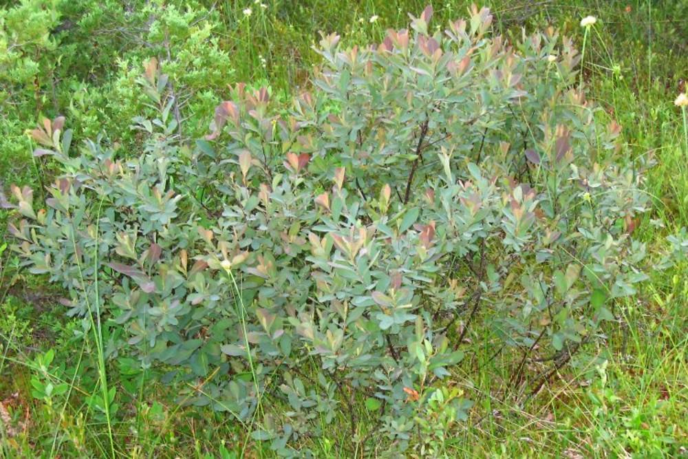 Myrica Gale - View 16 from www redcrocus com