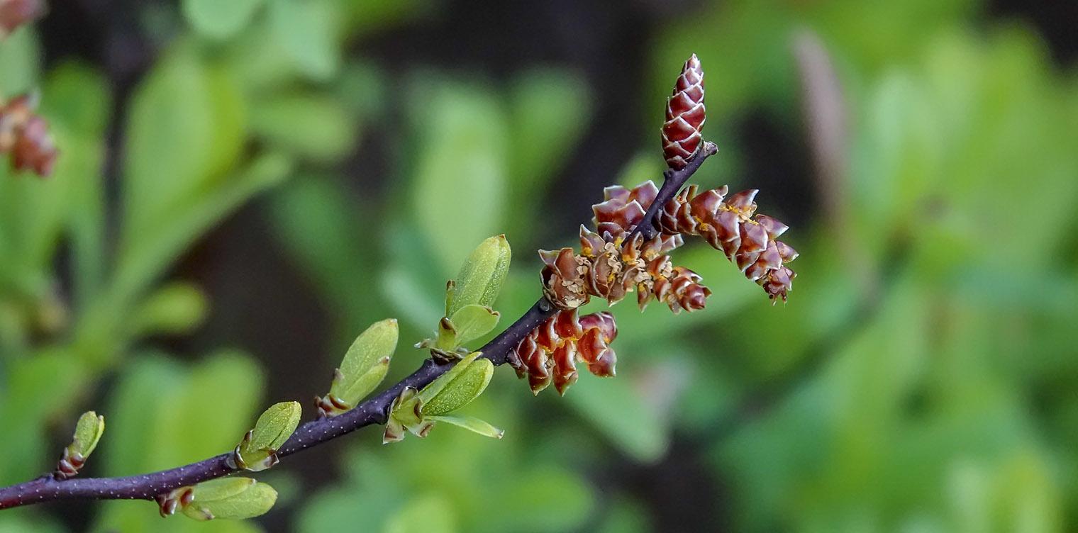 Myrica Gale - View 17 from www redcrocus com