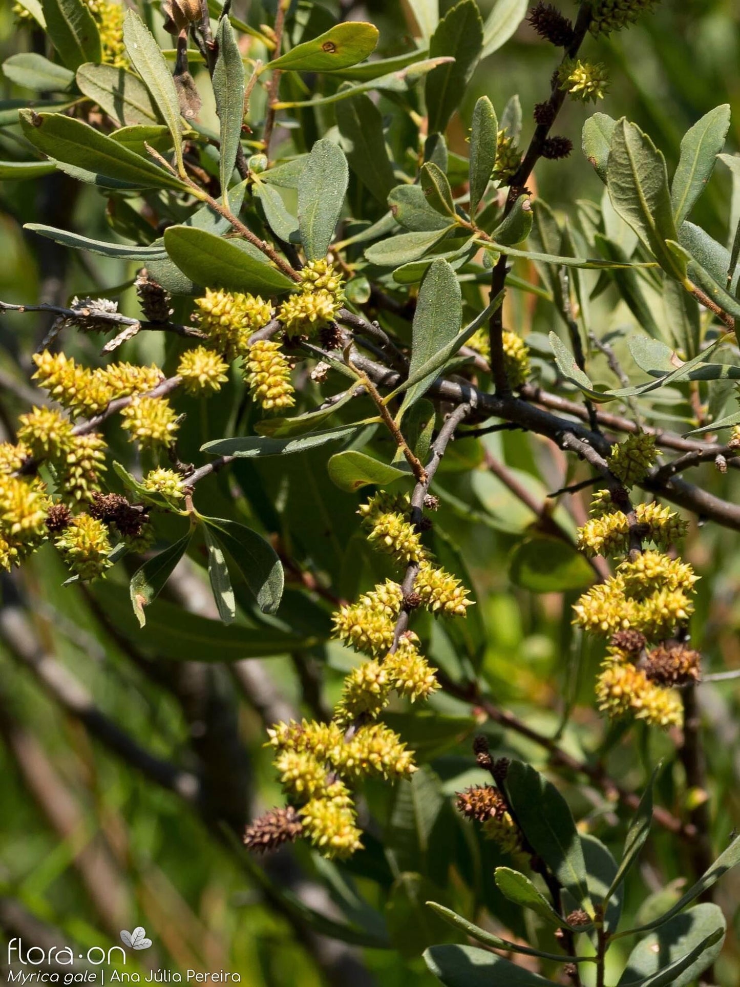 Myrica Gale - View 18 from www redcrocus com