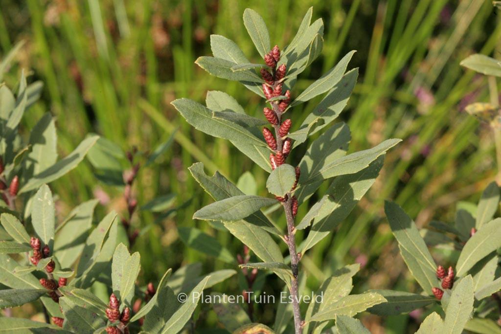 Myrica Gale - View 19 from www redcrocus com