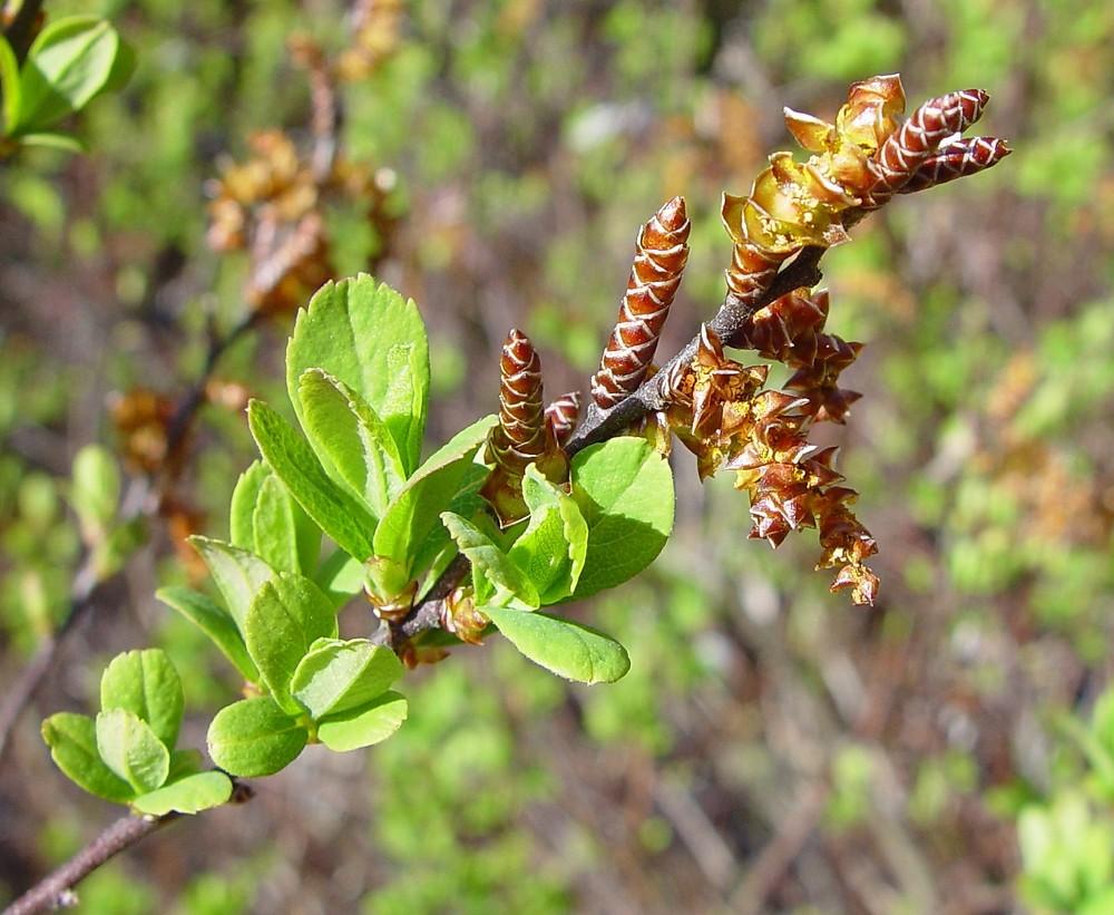 Myrica Gale - View 1 from www redcrocus com