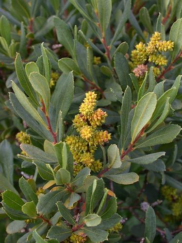 Myrica Gale - View 20 from www redcrocus com