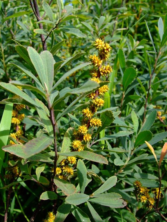 Myrica Gale - View 2 from www redcrocus com