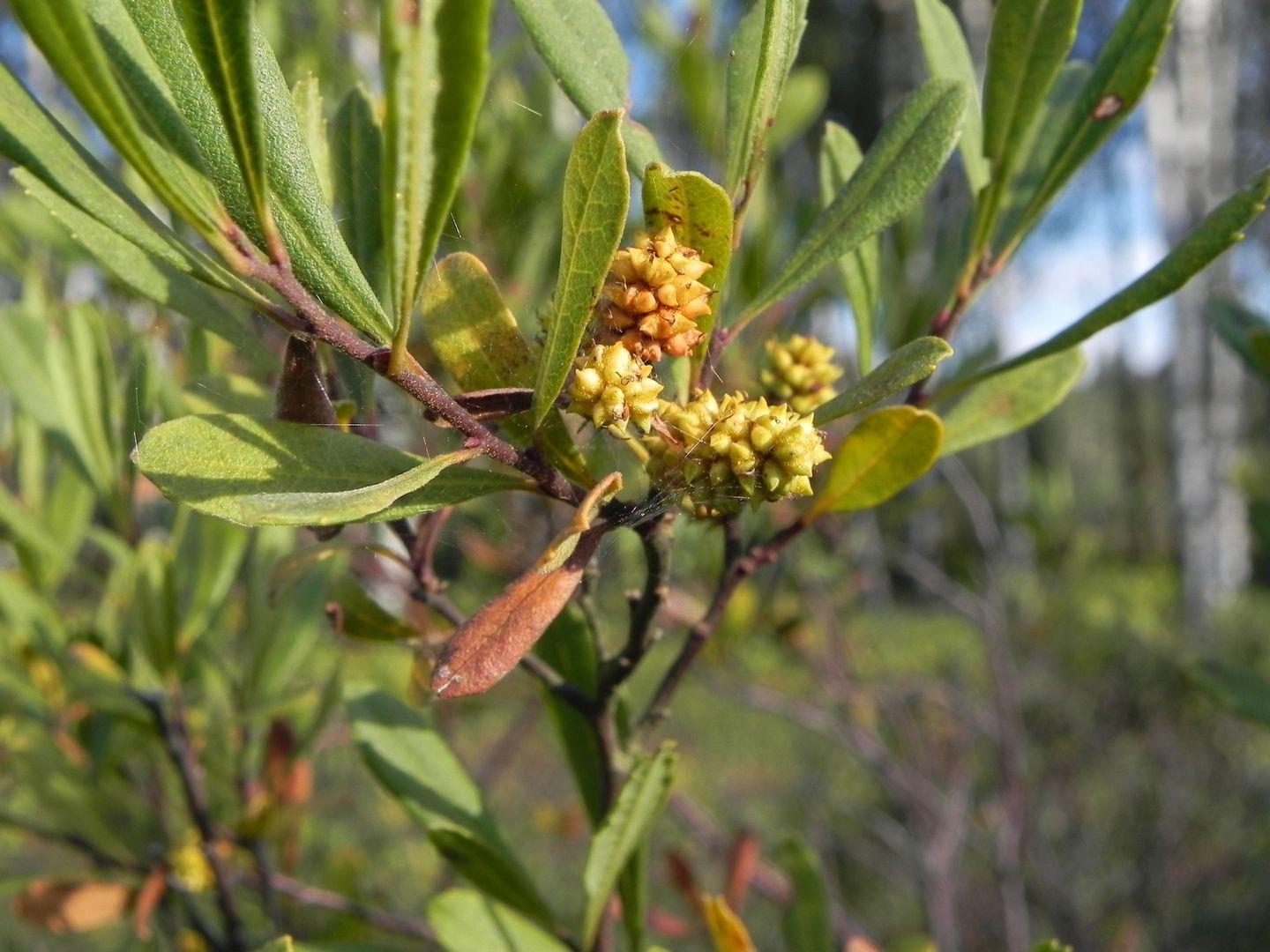 Myrica Gale - View 3 from www redcrocus com
