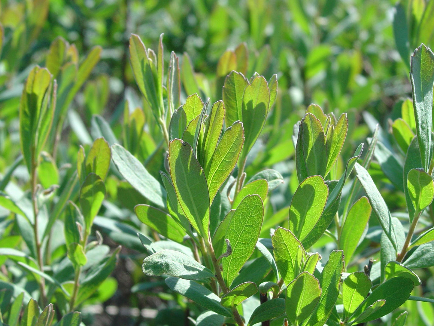 Myrica Gale - View 4 from www redcrocus com