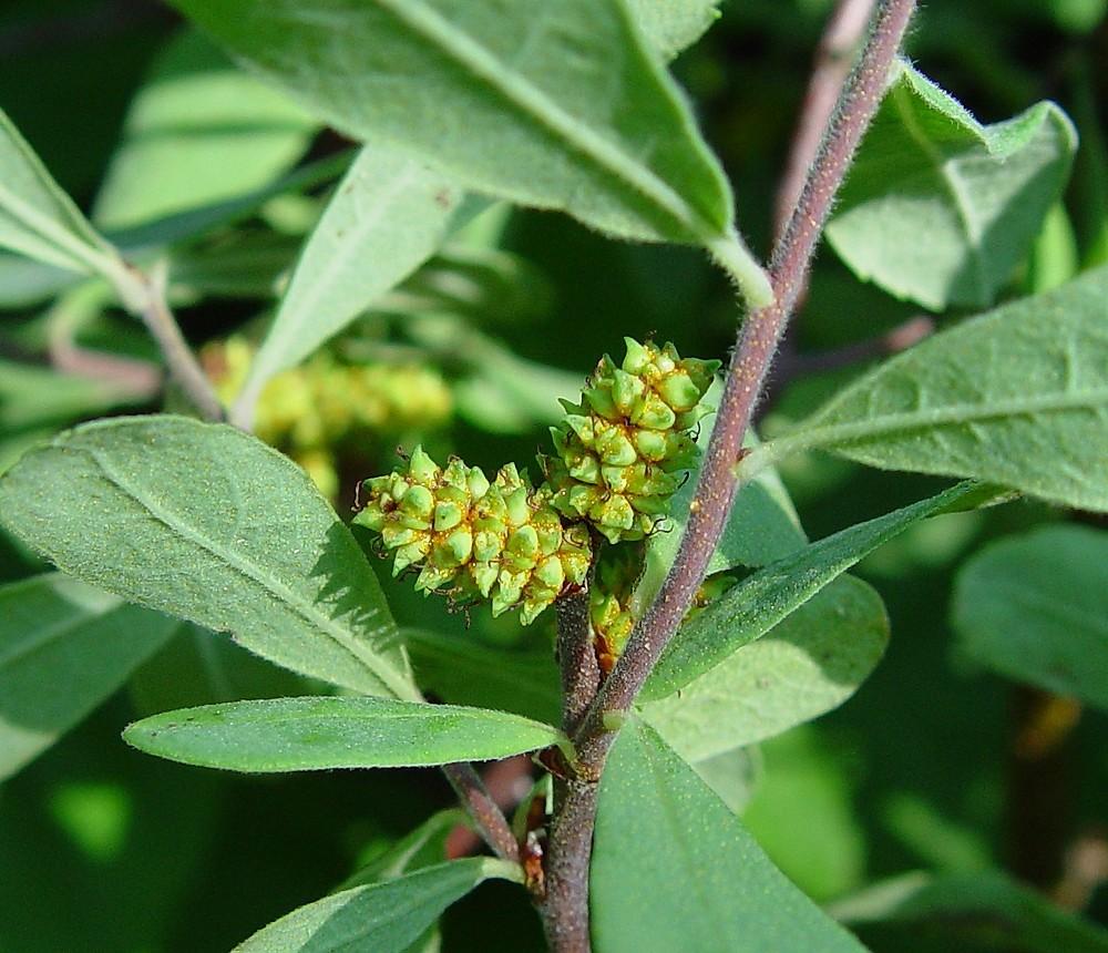 Myrica Gale - View 5 from www redcrocus com