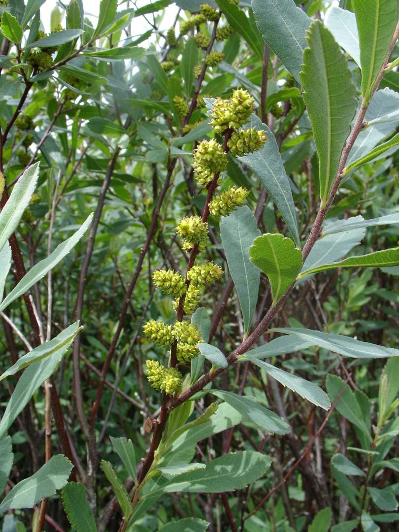 Myrica Gale - View 6 from www redcrocus com