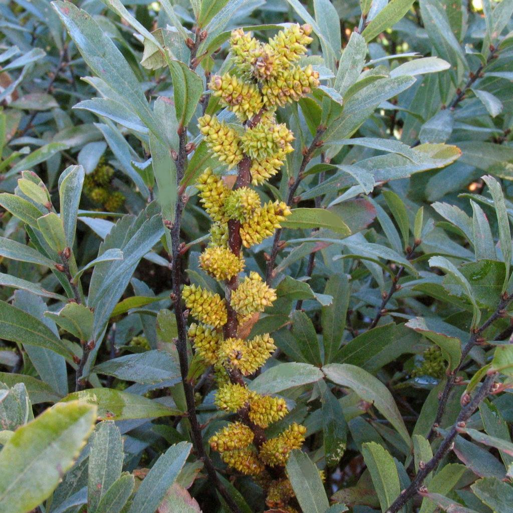 Myrica Gale - View 7 from www redcrocus com