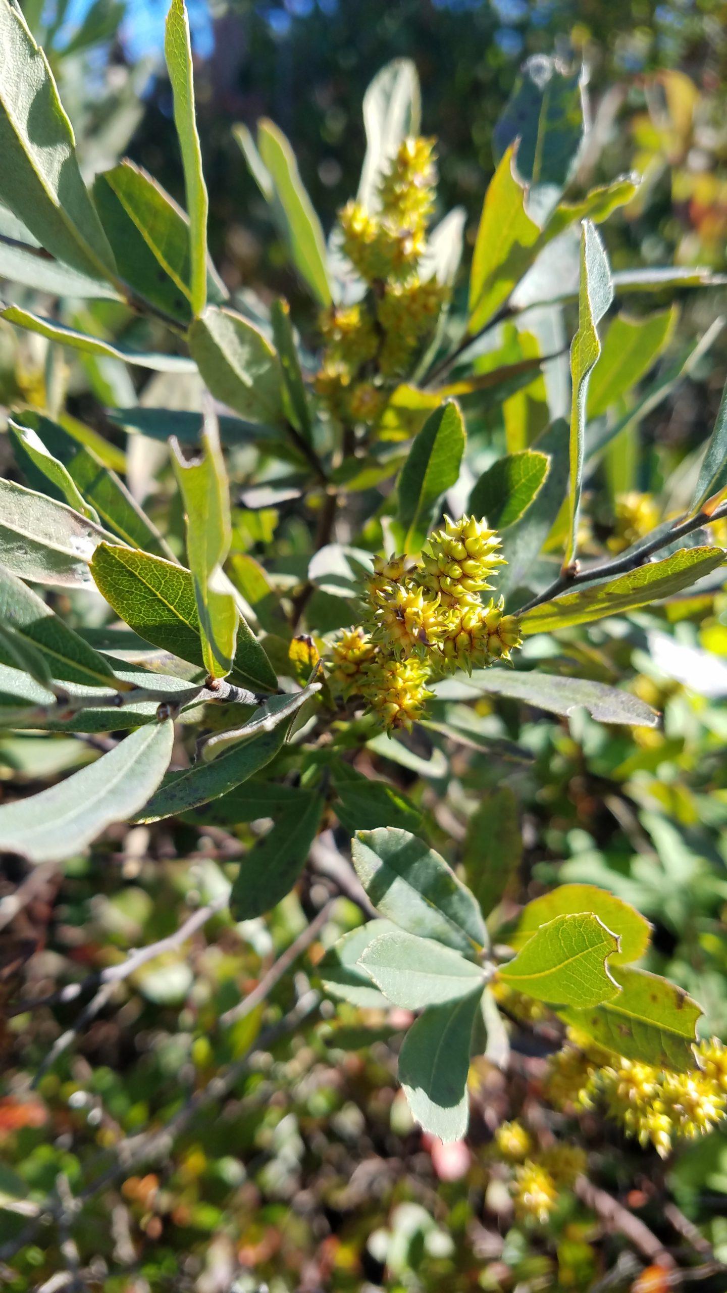 Myrica Gale - View 9 from www redcrocus com