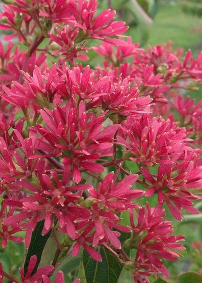 Heptacodium Miconioides Temple Of Bloom Single Stem - View 10 from www redcrocus com