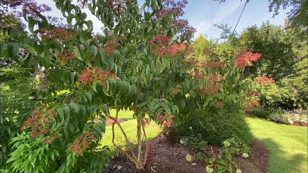 Heptacodium Miconioides Temple Of Bloom Single Stem - View 12 from www redcrocus com