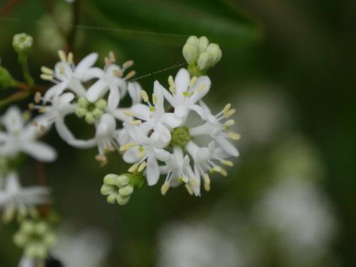 Heptacodium Miconioides Temple Of Bloom Single Stem - View 19 from www redcrocus com