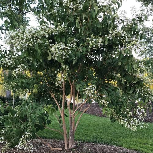 Heptacodium Miconioides Temple Of Bloom Single Stem - View 2 from www redcrocus com