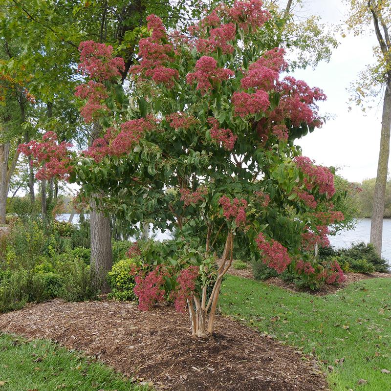 Heptacodium Miconioides Temple Of Bloom Single Stem - View 4 from www redcrocus com