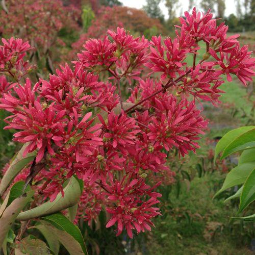 Heptacodium Miconioides Temple Of Bloom Single Stem - View 8 from www redcrocus com