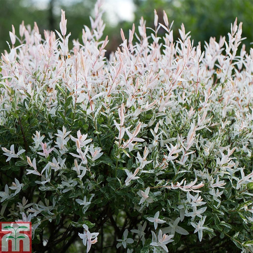 Salix Integra Hakuro Nishiki - View 13 from www redcrocus com