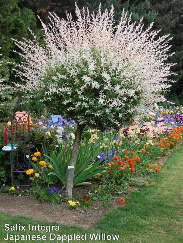 Salix Integra Hakuro Nishiki - View 14 from www redcrocus com