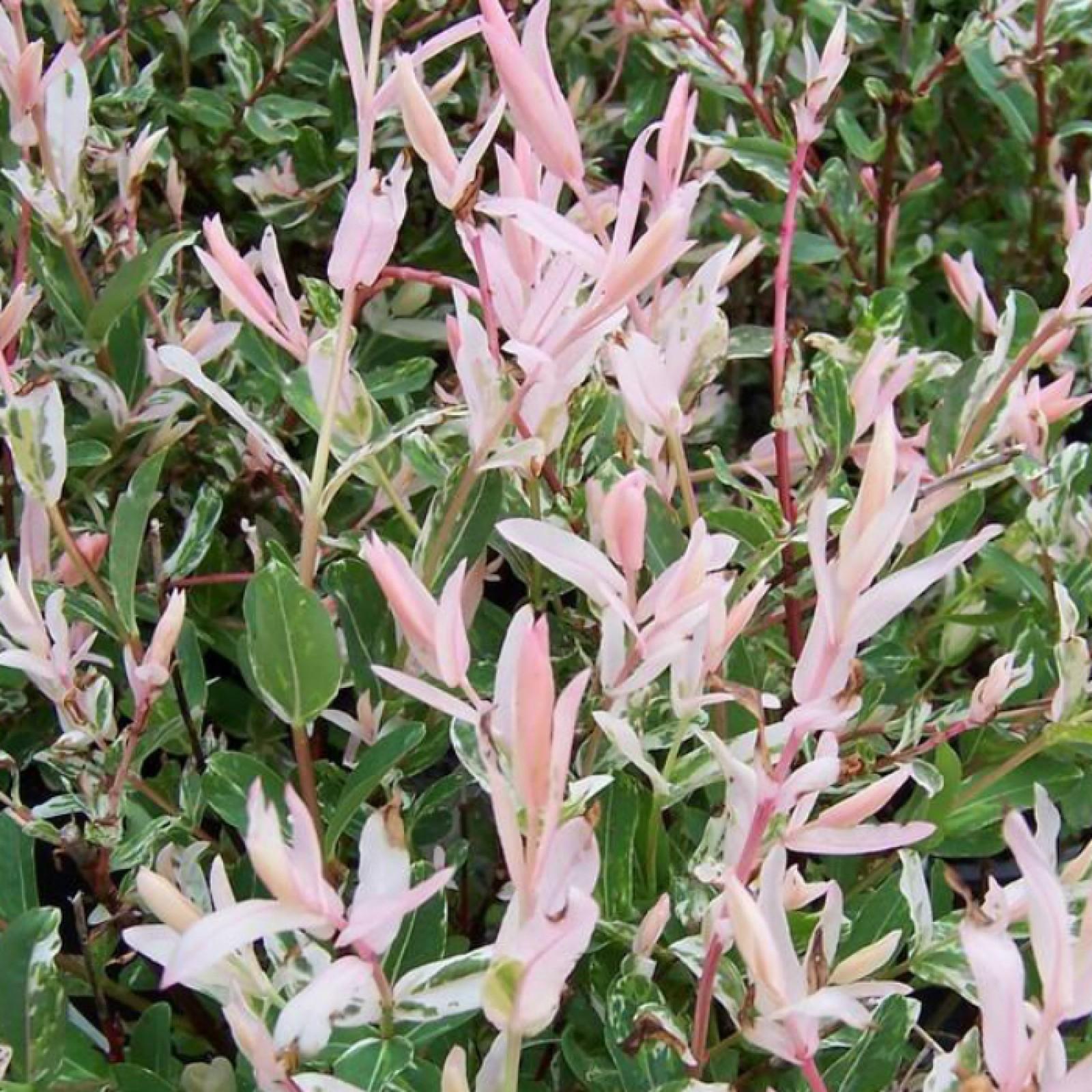 Salix Integra Hakuro Nishiki - View 19 from www redcrocus com