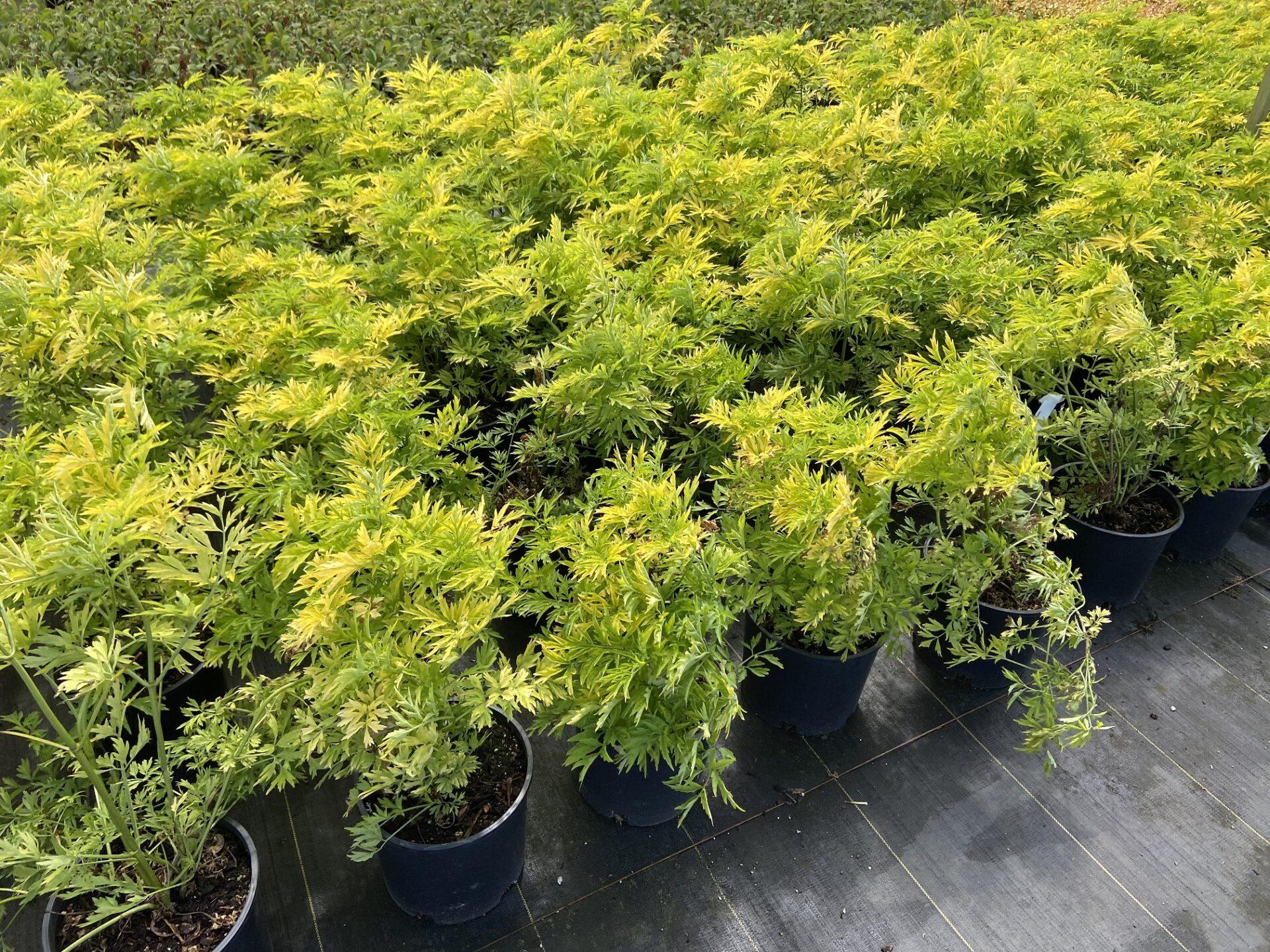Sambucus Nigra Golden Tower - View 10 from www redcrocus com