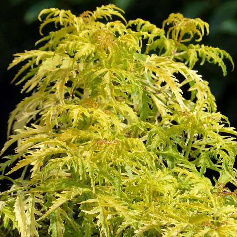 Sambucus Nigra Golden Tower - View 11 from www redcrocus com