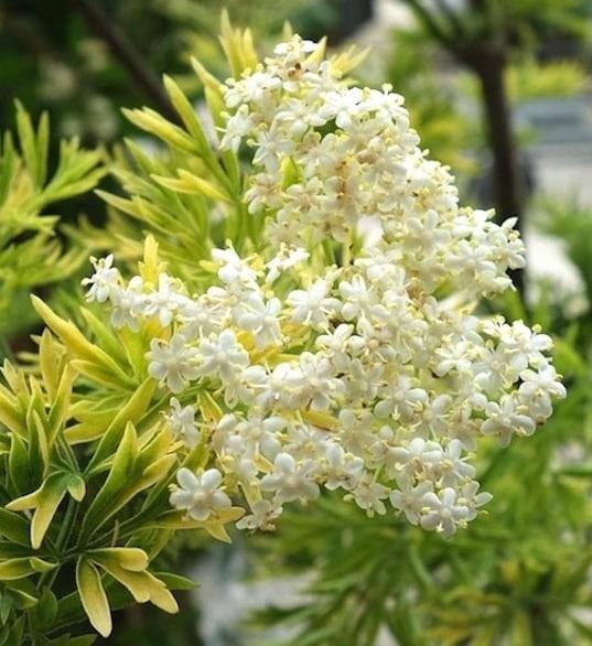 Sambucus Nigra Golden Tower - View 14 from www redcrocus com
