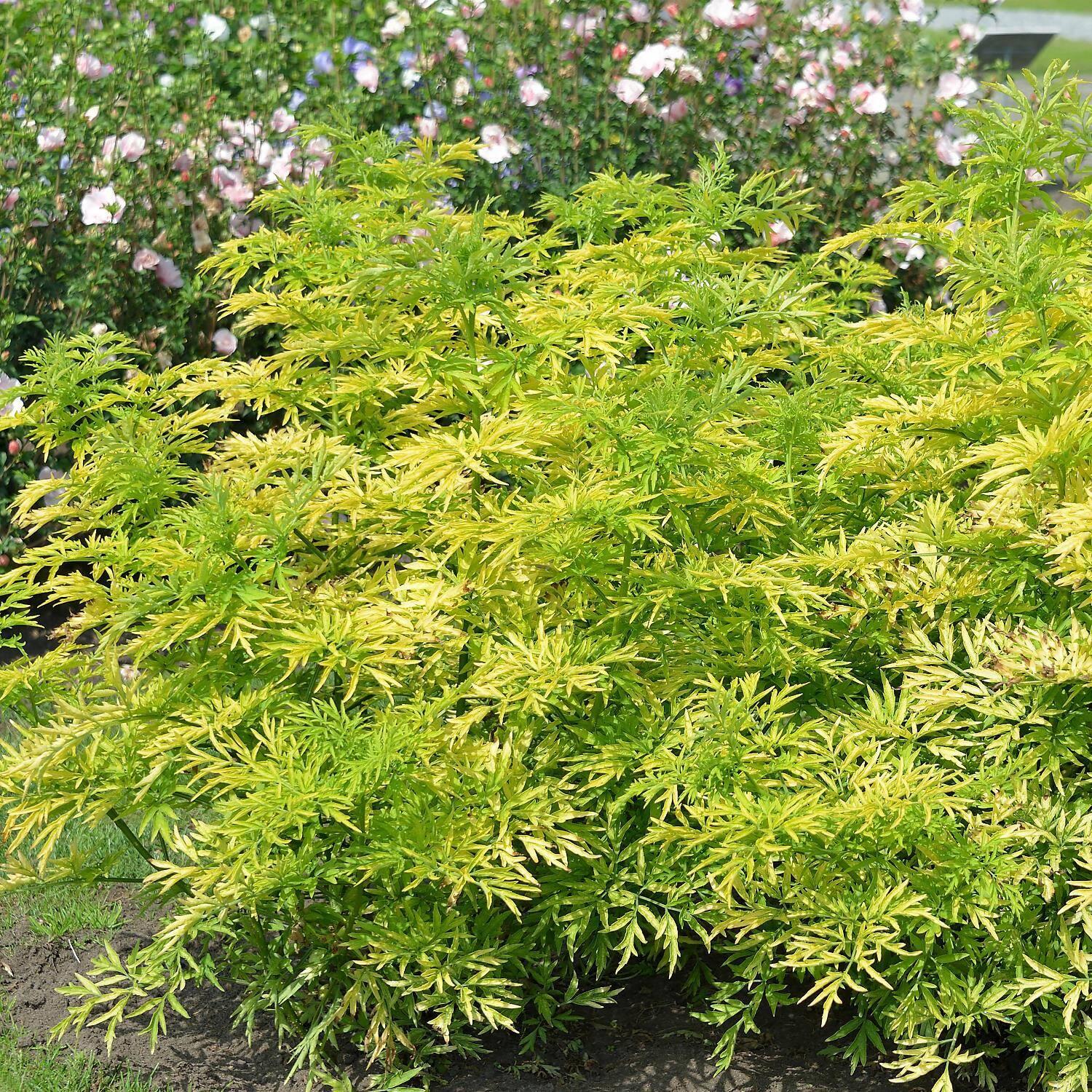 Sambucus Nigra Golden Tower - View 15 from www redcrocus com
