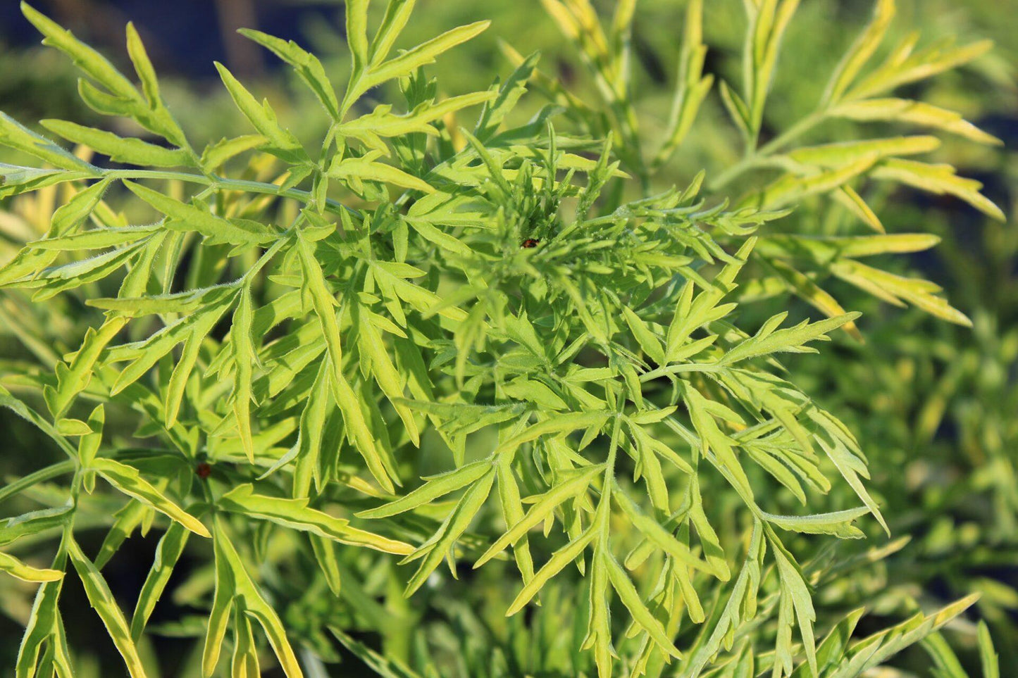 Sambucus Nigra Golden Tower - View 16 from www redcrocus com