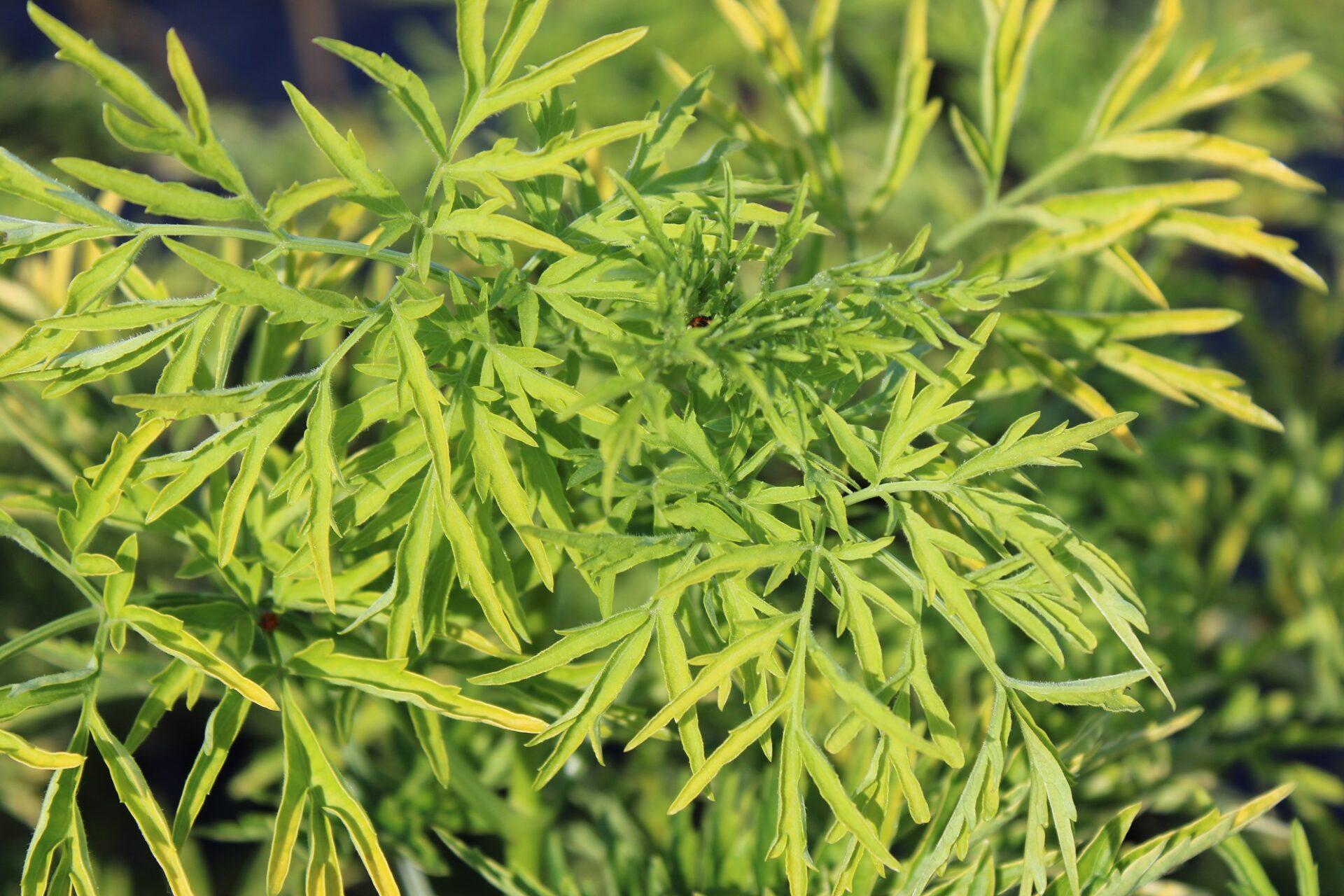 Sambucus Nigra Golden Tower - View 16 from www redcrocus com