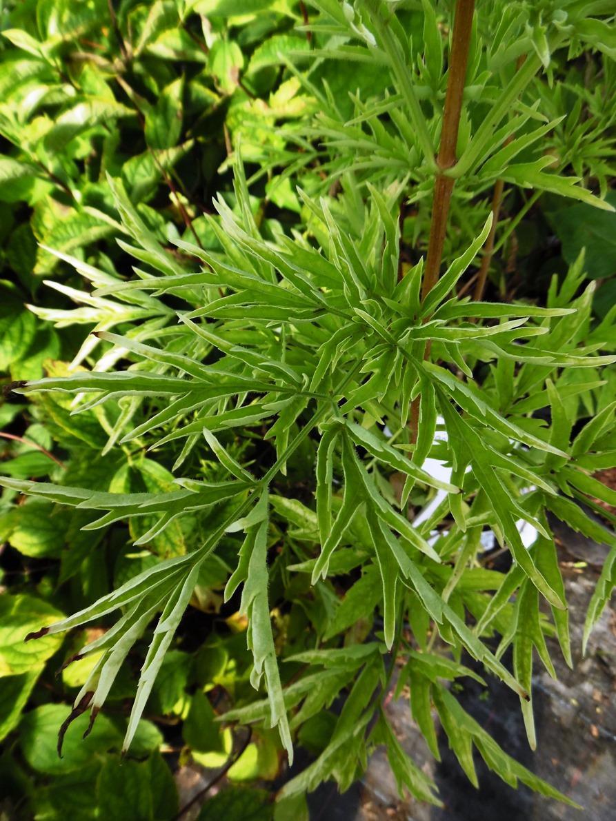 Sambucus Nigra Golden Tower - View 17 from www redcrocus com