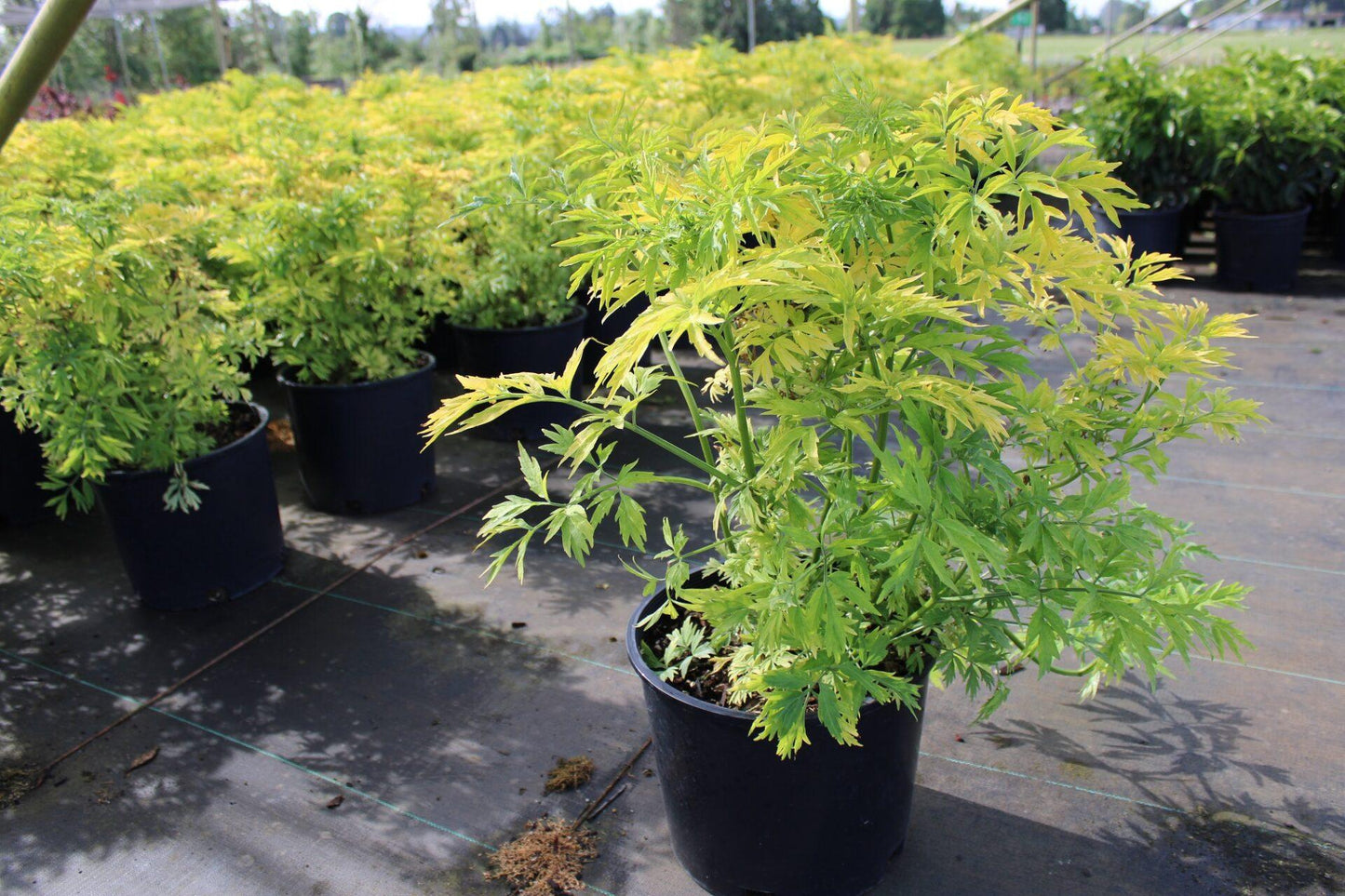 Sambucus Nigra Golden Tower - View 4 from www redcrocus com