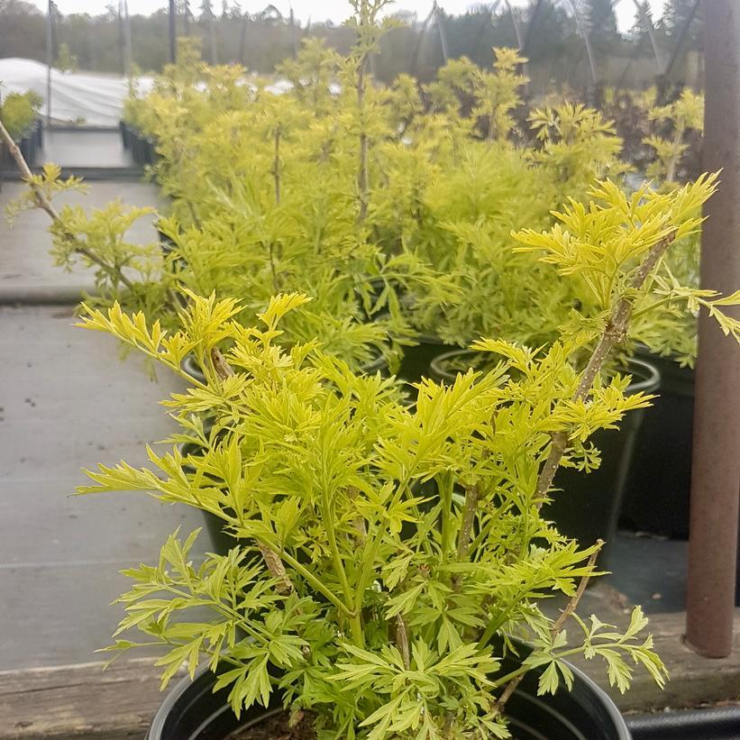 Sambucus Nigra Golden Tower - View 5 from www redcrocus com