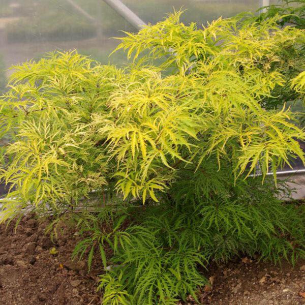 Sambucus Nigra Golden Tower - View 6 from www redcrocus com