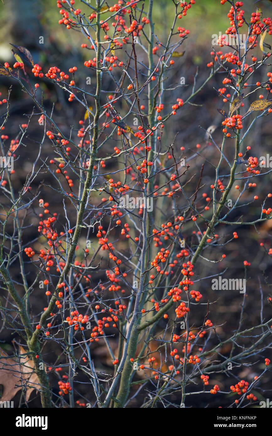 Ilex Verticillata Winter Gold - View 10 from www redcrocus com