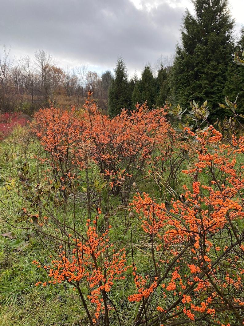 RedCrocus Winter Gold' Winterberry Ilex verticillata, Bright Yellow Berries, Compact Deciduous Shrub, Perfect for Borders, Containers & Landscape Decor  5/6' h B&B