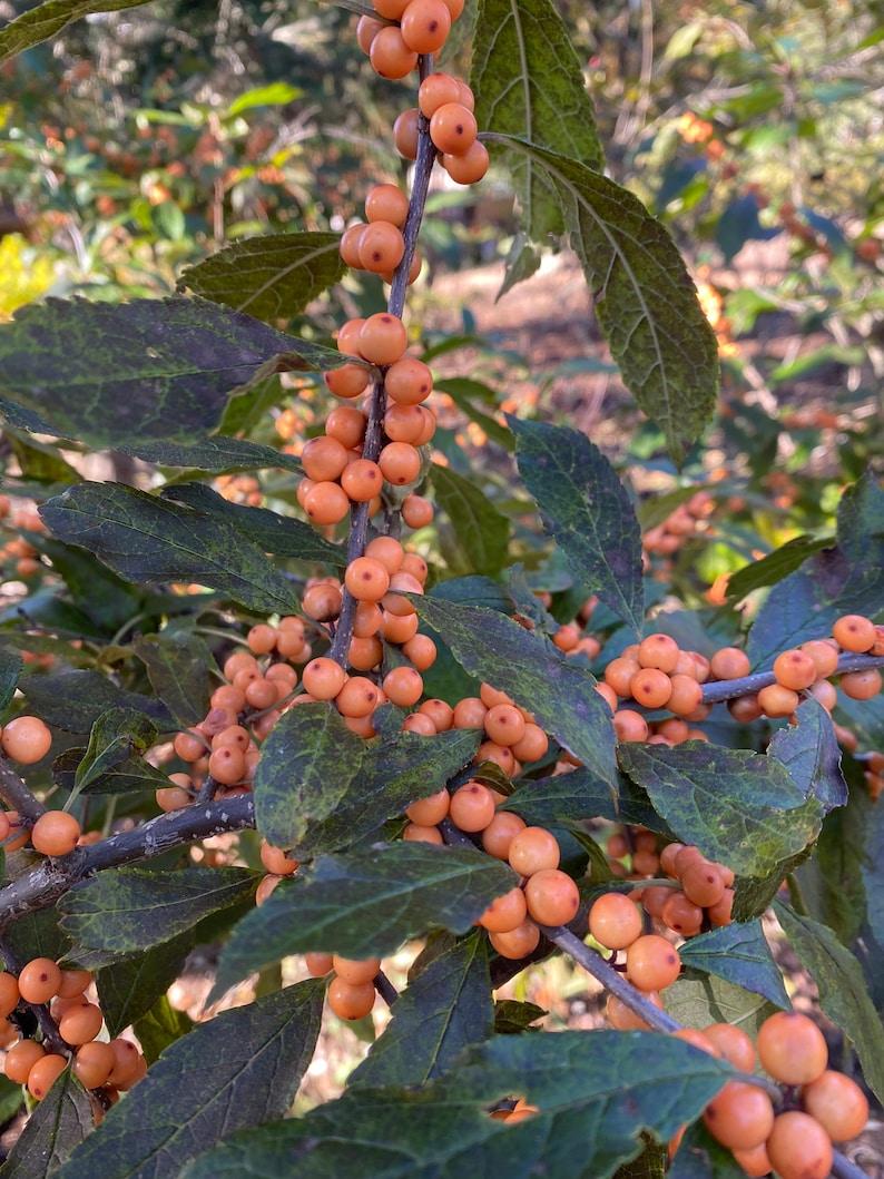 RedCrocus Winter Gold' Winterberry Ilex verticillata, Bright Yellow Berries, Compact Deciduous Shrub, Perfect for Borders, Containers & Landscape Decor  5/6' h B&B