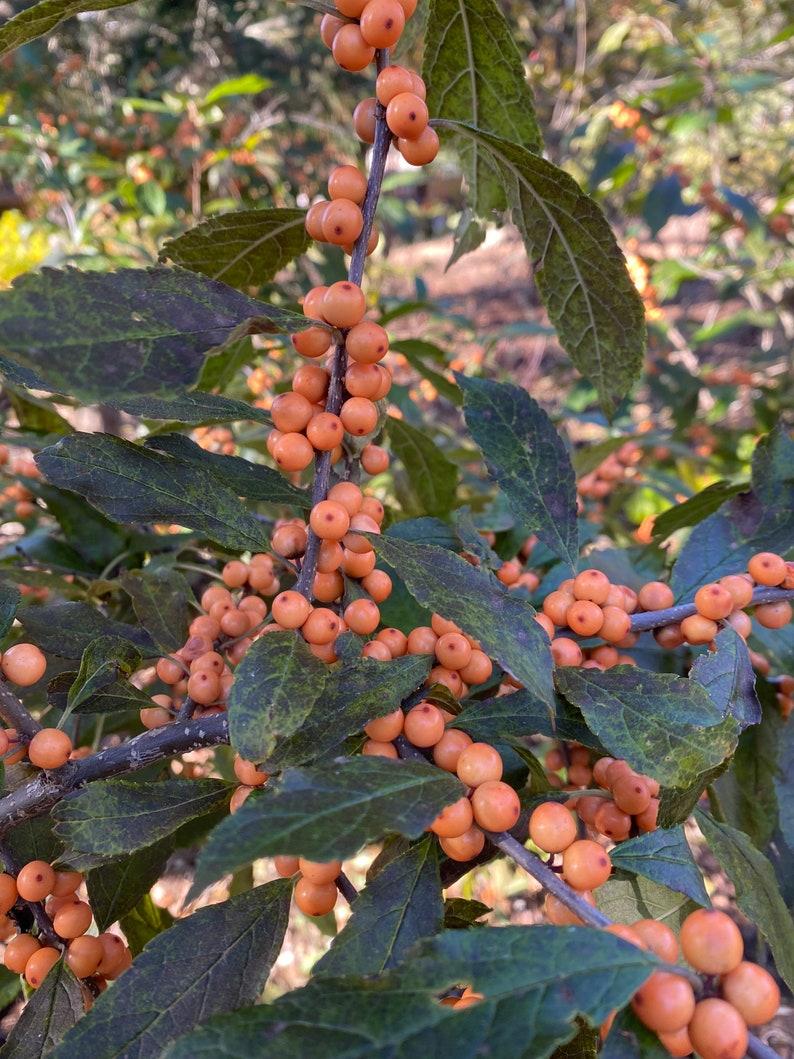 Ilex Verticillata Winter Gold - View 16 from www redcrocus com