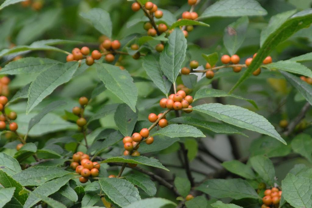 Ilex Verticillata Winter Gold - View 1 from www redcrocus com