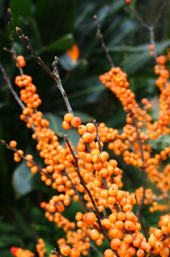 Ilex Verticillata Winter Gold - View 2 from www redcrocus com