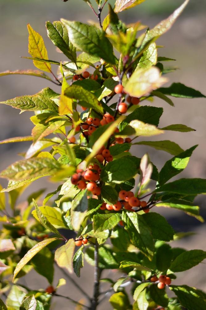 Ilex Verticillata Winter Gold - View 4 from www redcrocus com