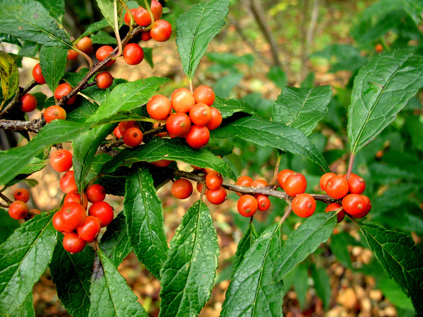 Ilex Verticillata Winter Gold - View 6 from www redcrocus com