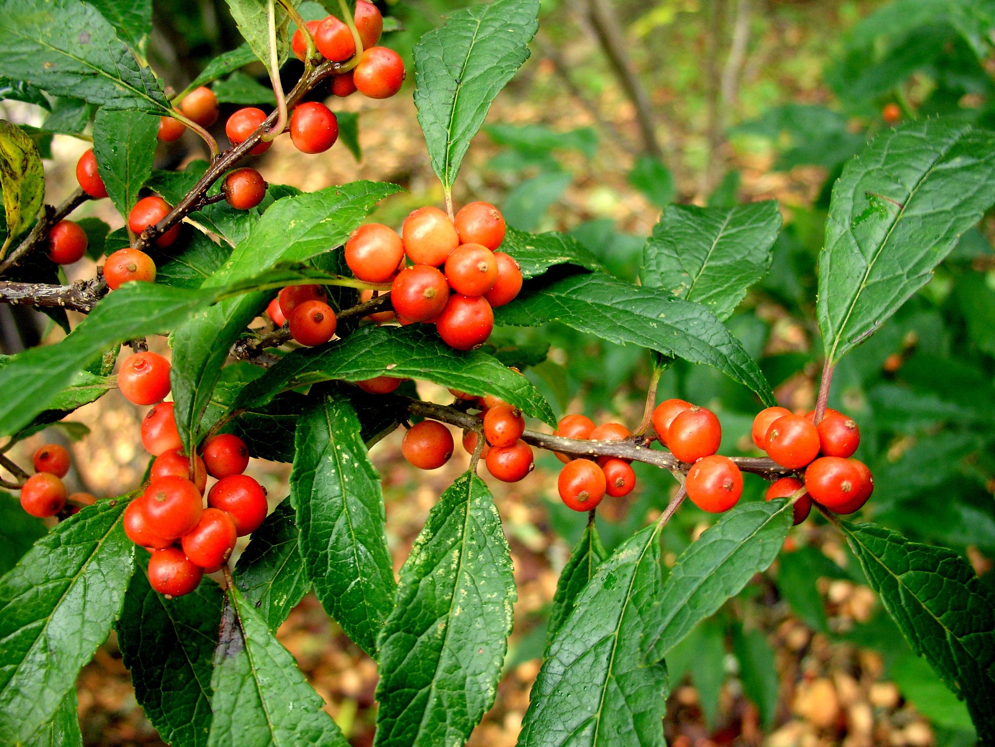 Ilex Verticillata Winter Gold - View 6 from www redcrocus com