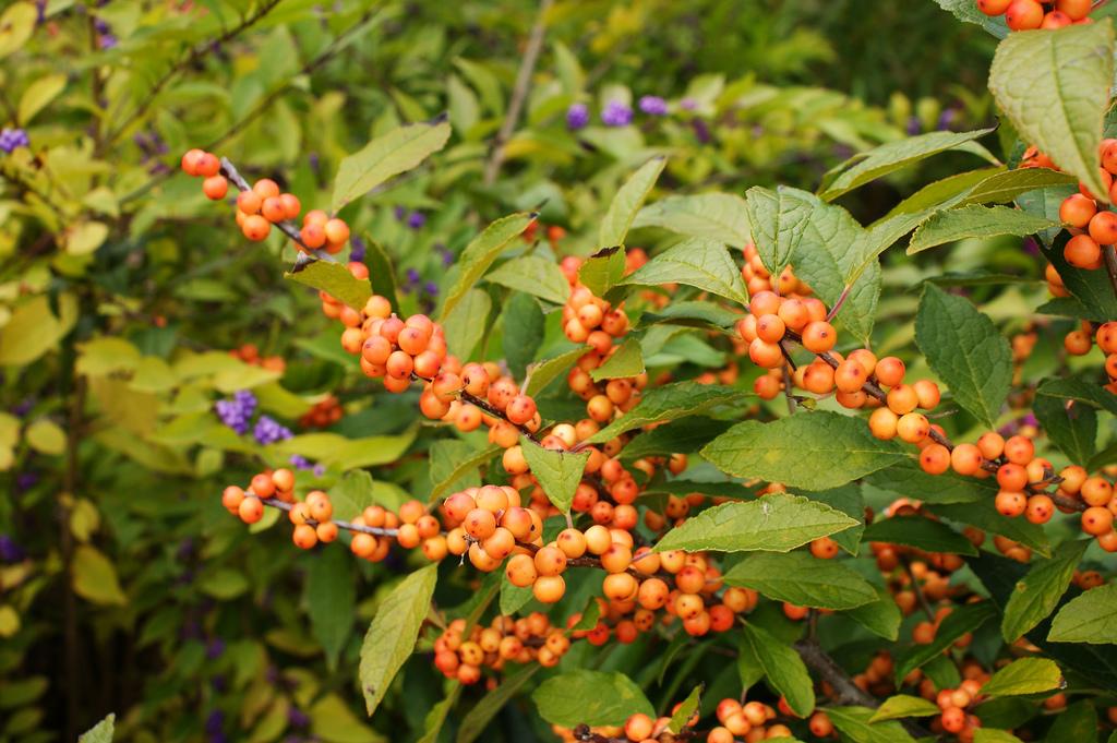 Ilex Verticillata Winter Gold - View 7 from www redcrocus com
